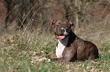 AMSTAFF ADULT 126